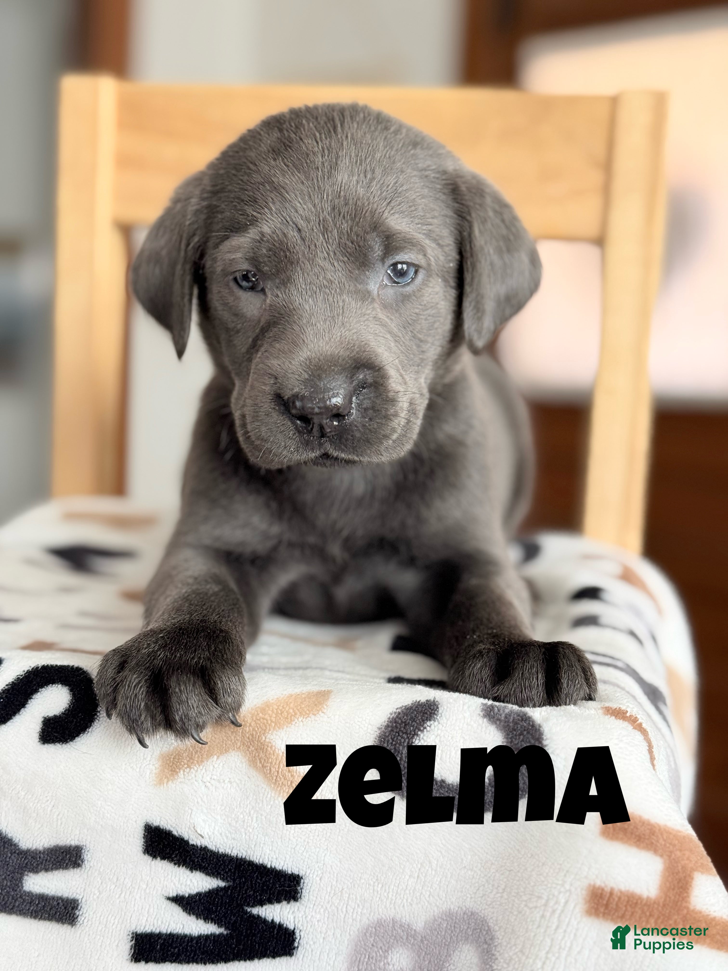 Labrador Retriever dogs Zelma - Ad 42