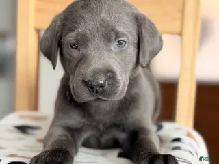 Labrador Retriever dogs Zelma - Ad 42