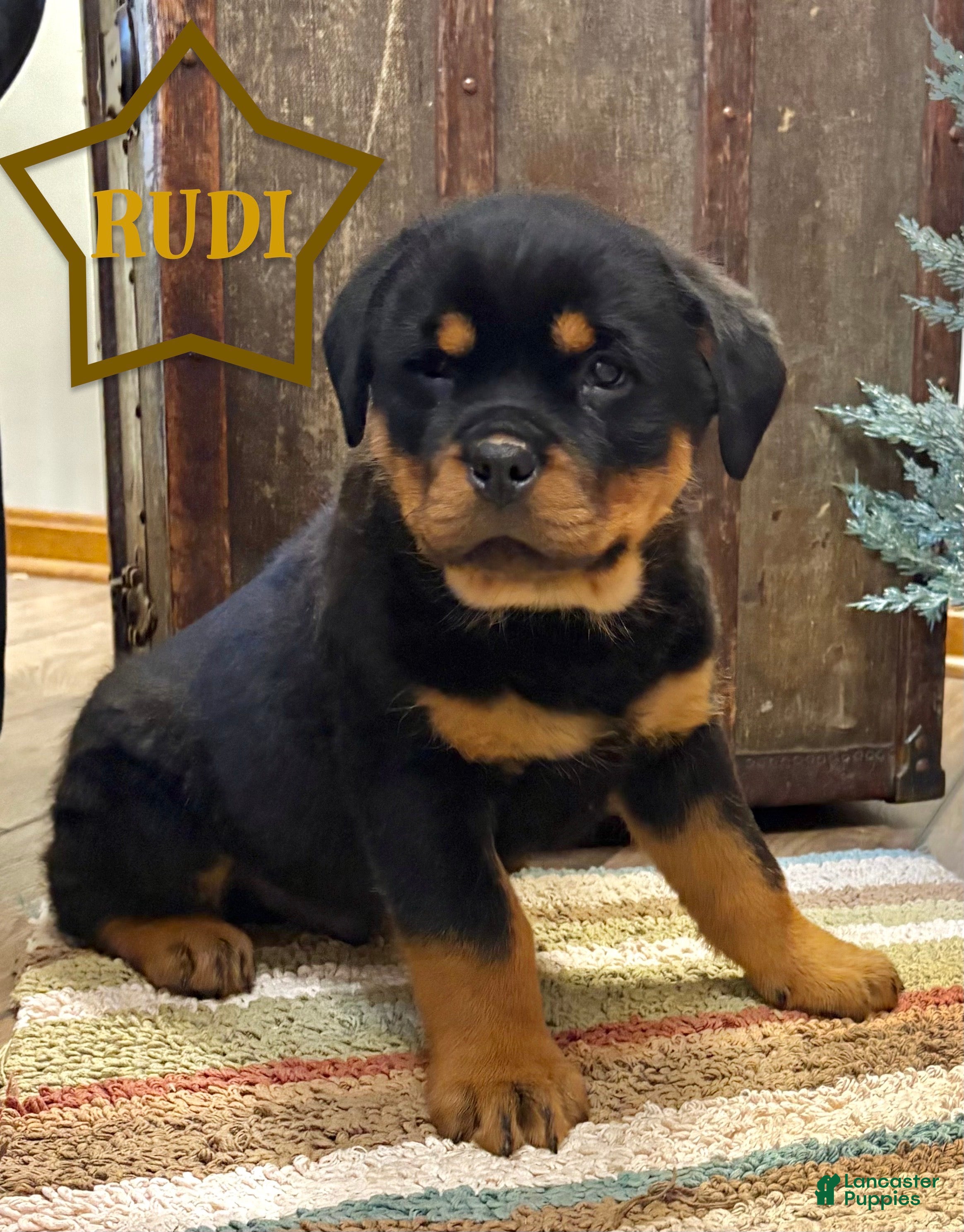 Rottweiler dogs Rudi - Ad 34