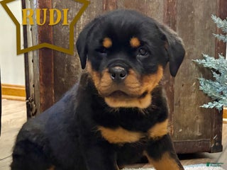 Rottweiler dogs Rudi - Ad 34