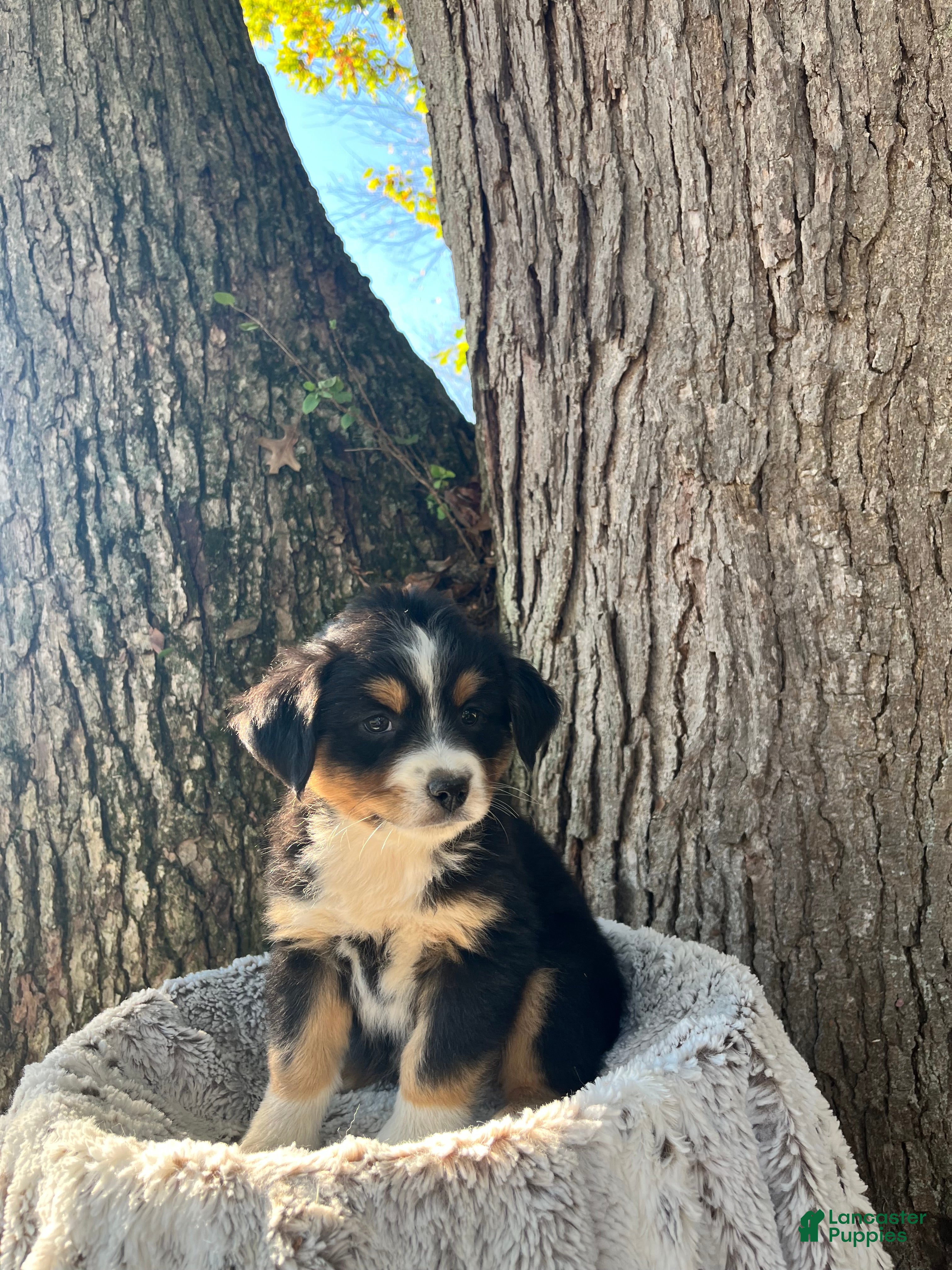 Miniature Australian Shepherd dogs for sale: Roxy - Ad 2