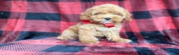 Cockapoo dogs for sale: Rover - Ad 7