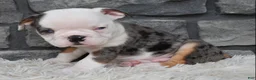 Beabull dogs for sale: Max - Ad 3