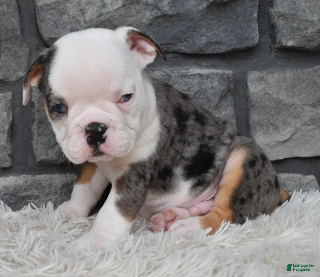 Beabull dogs for sale: Max - Ad 3