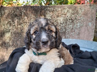 Saint Berdoodles dogs - Ad 9