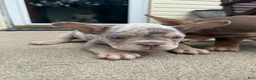 French Bulldog dogs for sale: Virgil - Ad 4