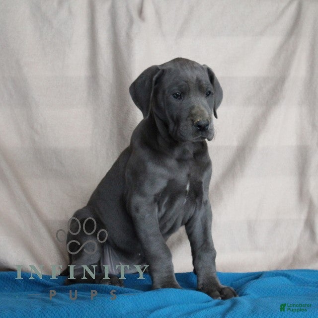 Great Dane dogs Blue - Ad 2