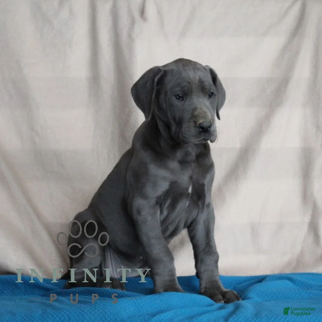 Great Dane dogs for sale: Blue - Ad 2