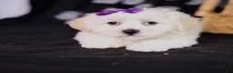 Teddy Bear dogs for sale: Catherine - Ad 6