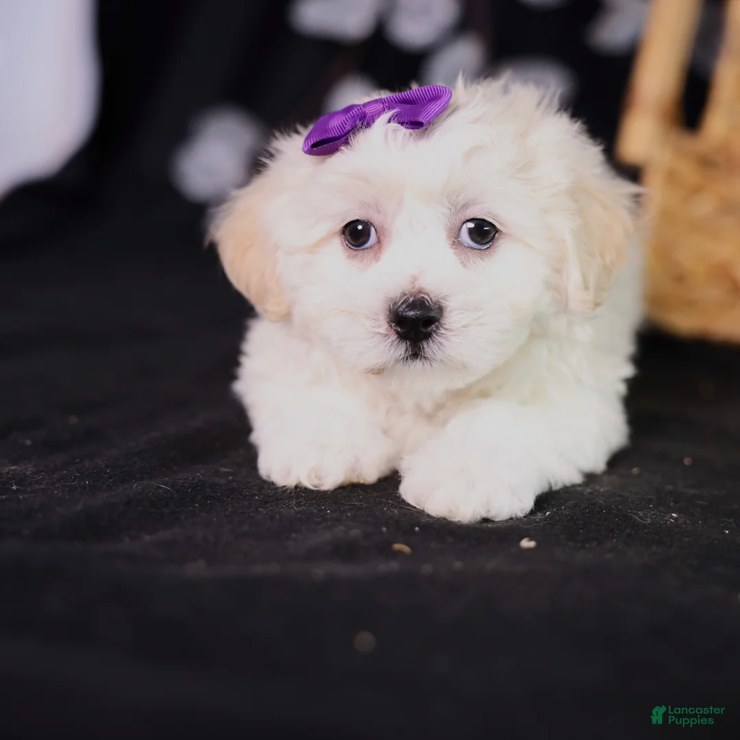 Teddy Bear dogs for sale: Catherine - Ad 6