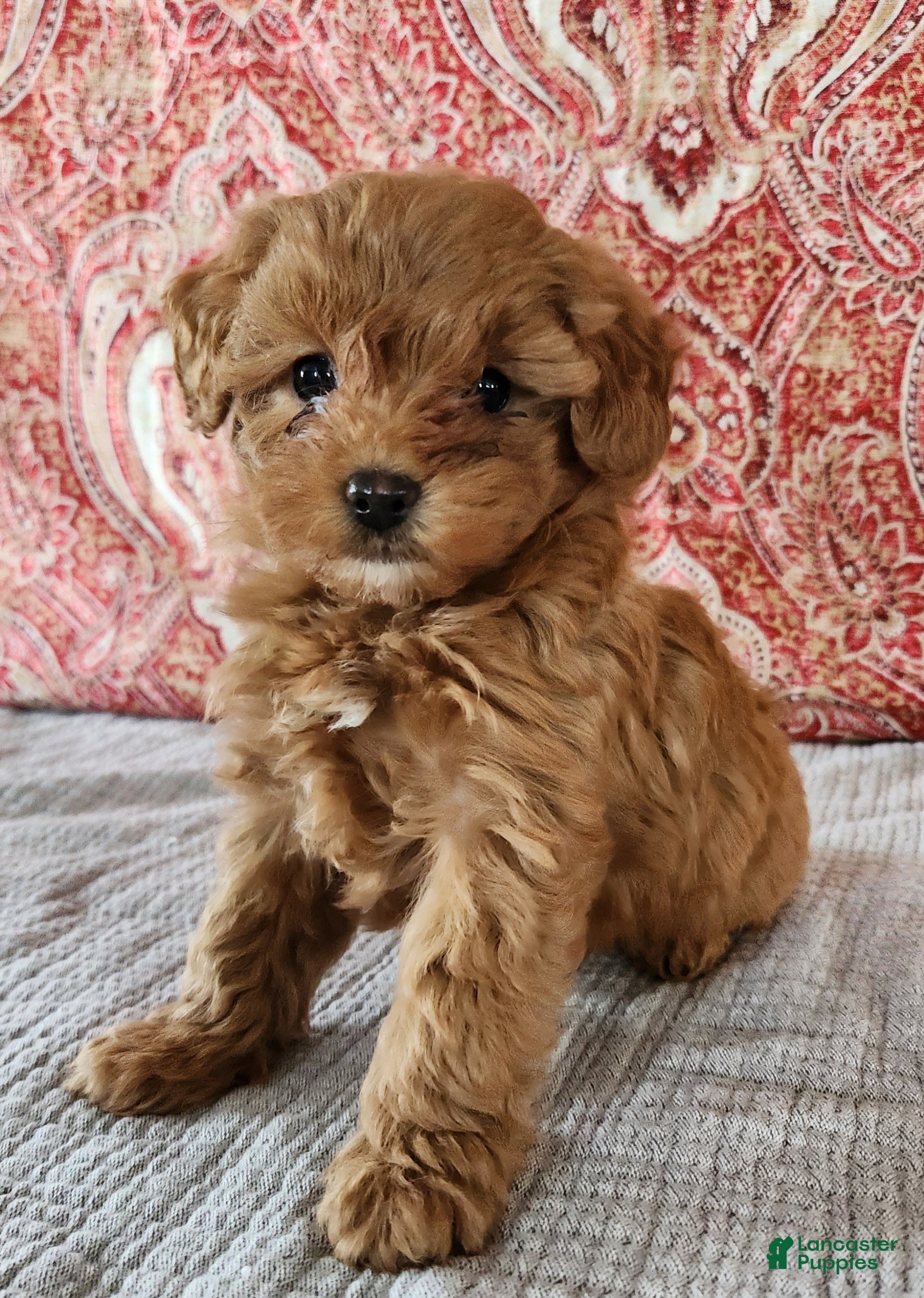 Mini Goldendoodle dogs Kate - Ad 24