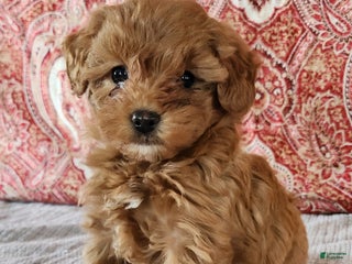 Mini Goldendoodle dogs Kate - Ad 17