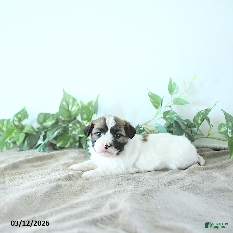 Teddy Bear dogs Milo - Ad 1