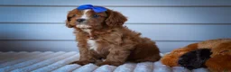 Cavapoo dogs for sale: Kyle🐾 - Ad 17