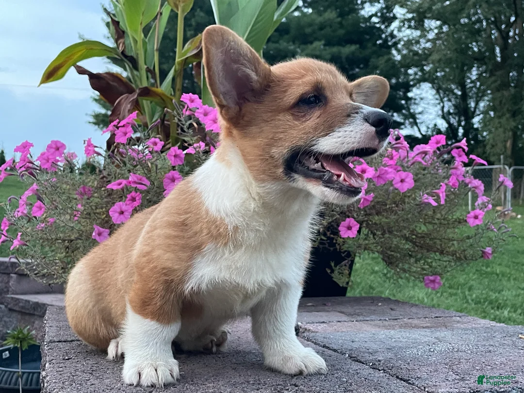Welsh Corgi Pembroke dogs for sale: Welsh Corgi Pembroke 3 - Ad 2