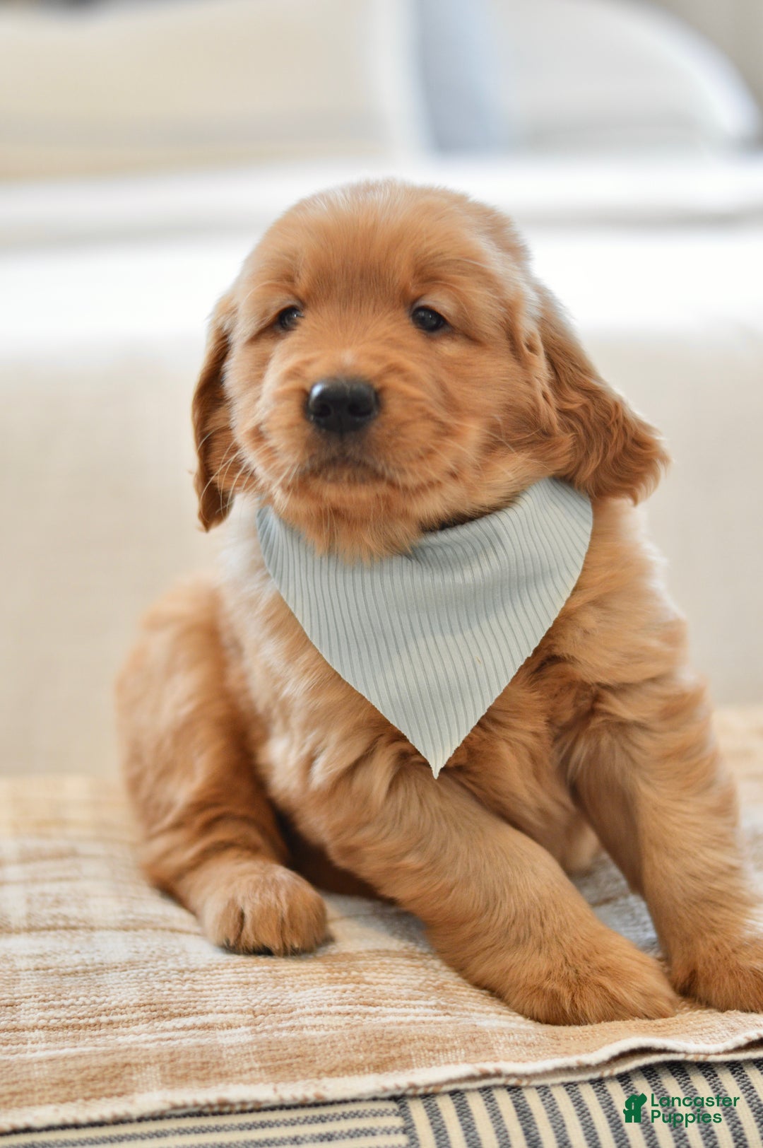 Golden Retriever dogs for sale: Moe - Ad 3