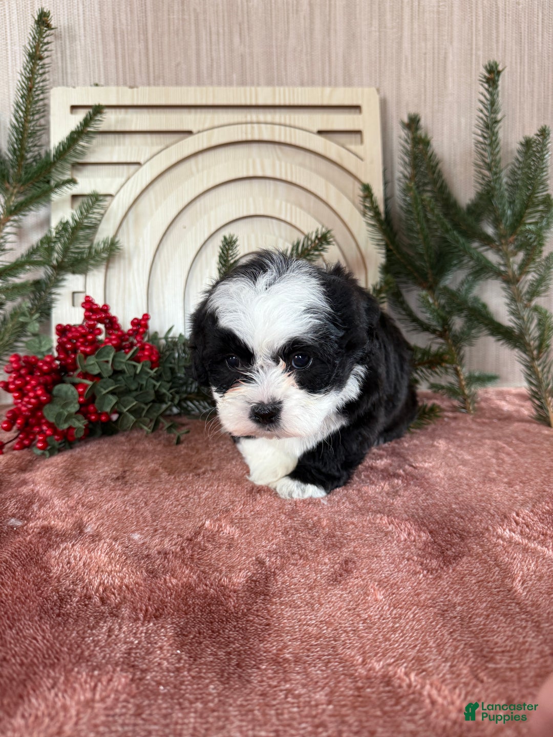 Teddy Bear dogs for sale: Stella - Ad 16