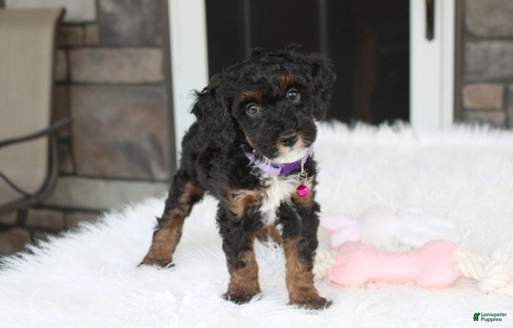 Miniature Poodle dogs Amber  - Ad 1