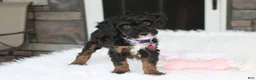 Miniature Poodle dogs for sale: Amber  - Ad 12