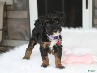 Miniature Poodle dogs for sale: Amber - Ad 2