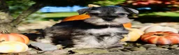 Miniature Schnauzer dogs for sale: Echo Male AKC Mini Schnauzer - Ad 4