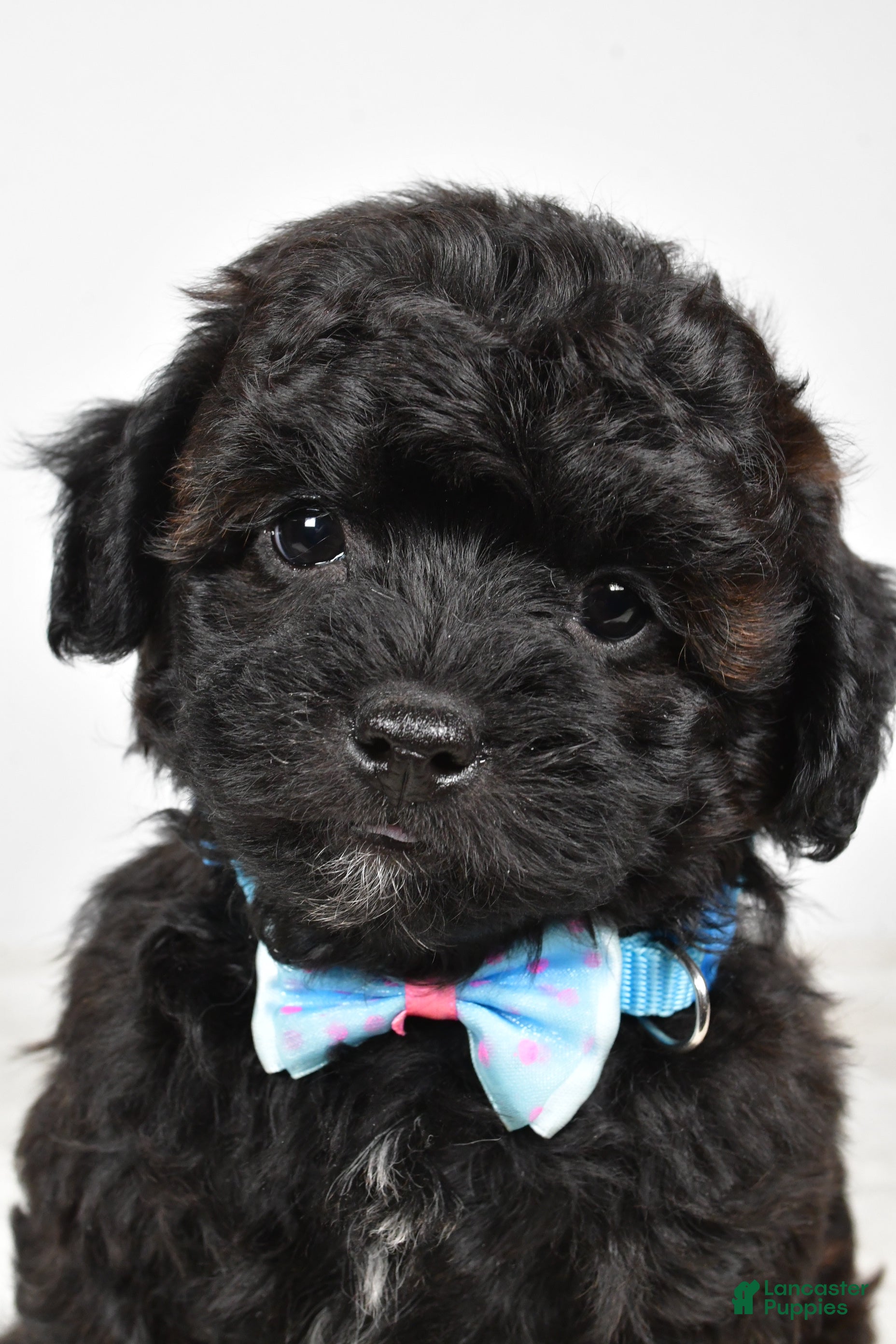 Shihpoo dogs Ian - Ad 2