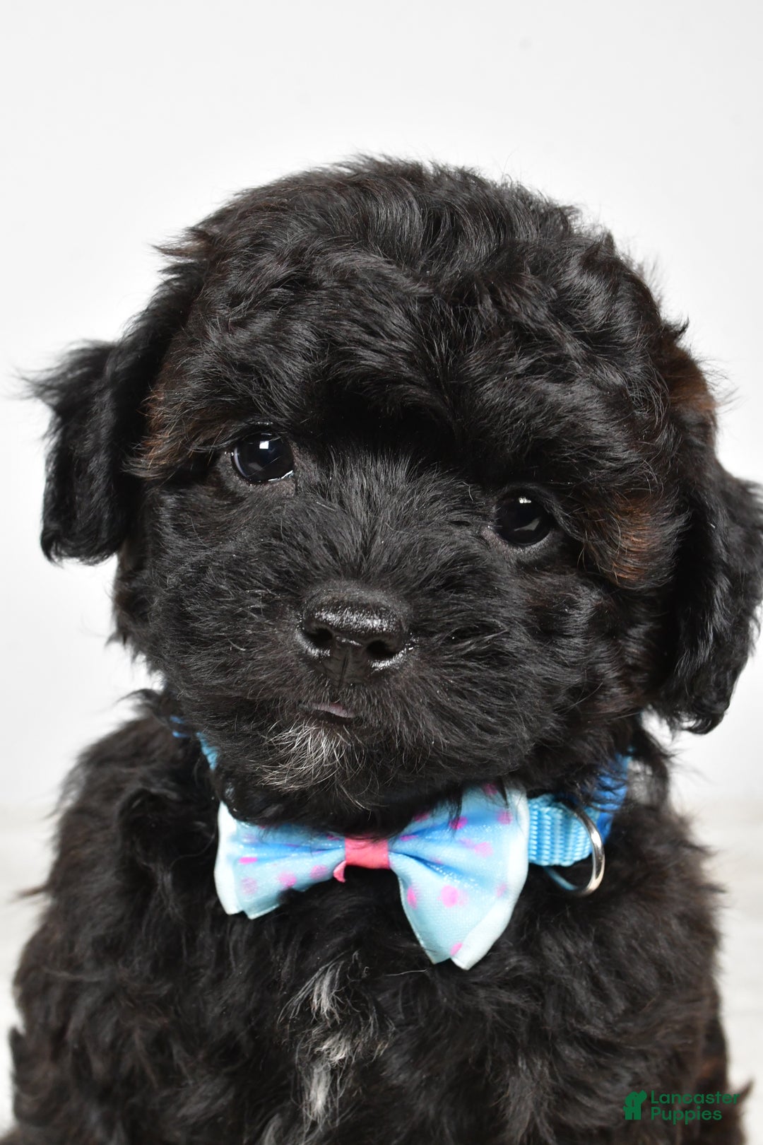 Shihpoo dogs for sale: Ian - Ad 2