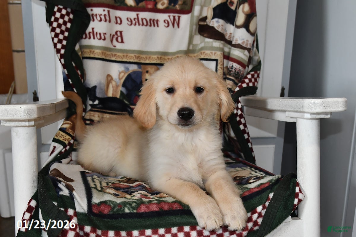 Mixed Breed dogs Abby - Ad 7