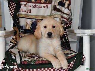 Mixed Breed dogs Abby - Ad 7