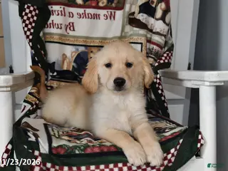 Mixed Breed dogs Abby - Ad 4