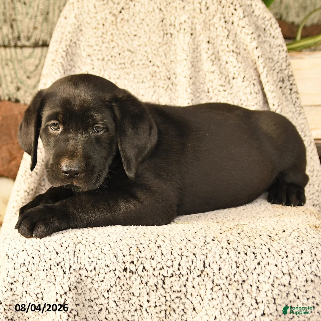 Labrador Retriever dogs for sale: Milo - Ad 3
