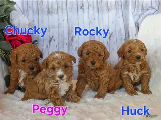 Miniature Poodle dogs Chucky - Ad 9