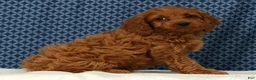 Cockapoo dogs for sale: Stella - Ad 6
