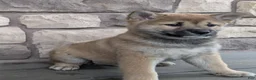 Shiba Inu dogs for sale: Shiba Inu Puppy 1 - Ad 1