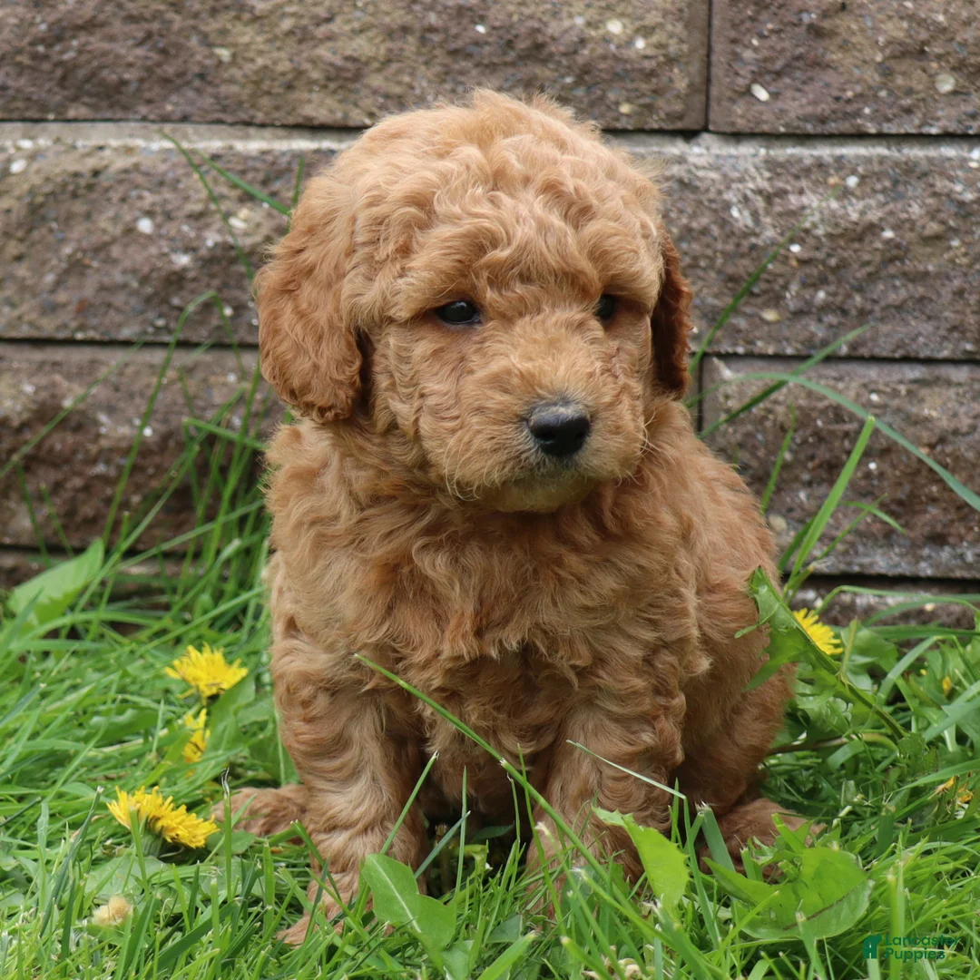 Mini Goldendoodle dogs for sale: Bobby - Ad 1