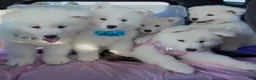 Samoyed dogs for sale: BABY Snow - Ad 2