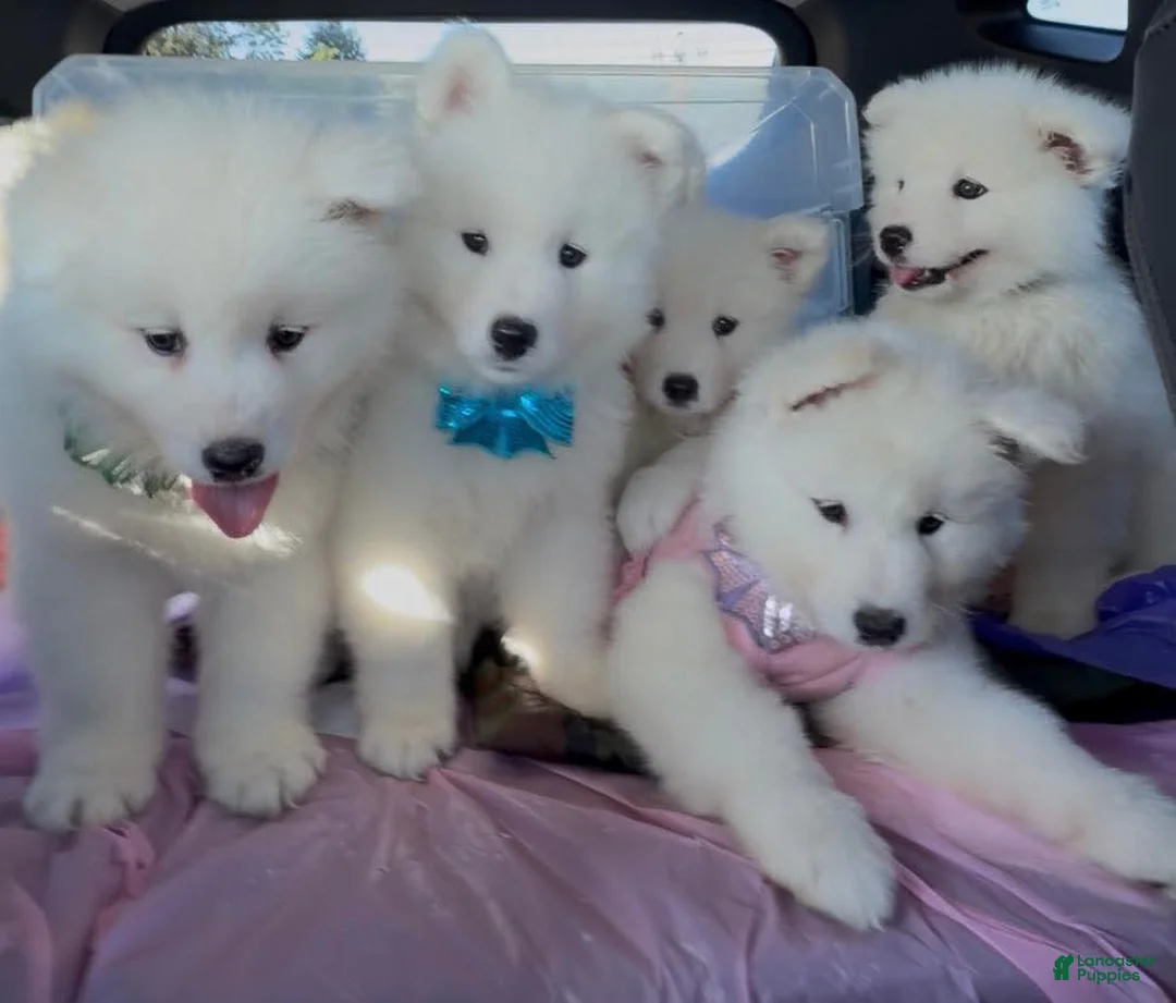 Samoyed dogs for sale: BABY Snow - Ad 2