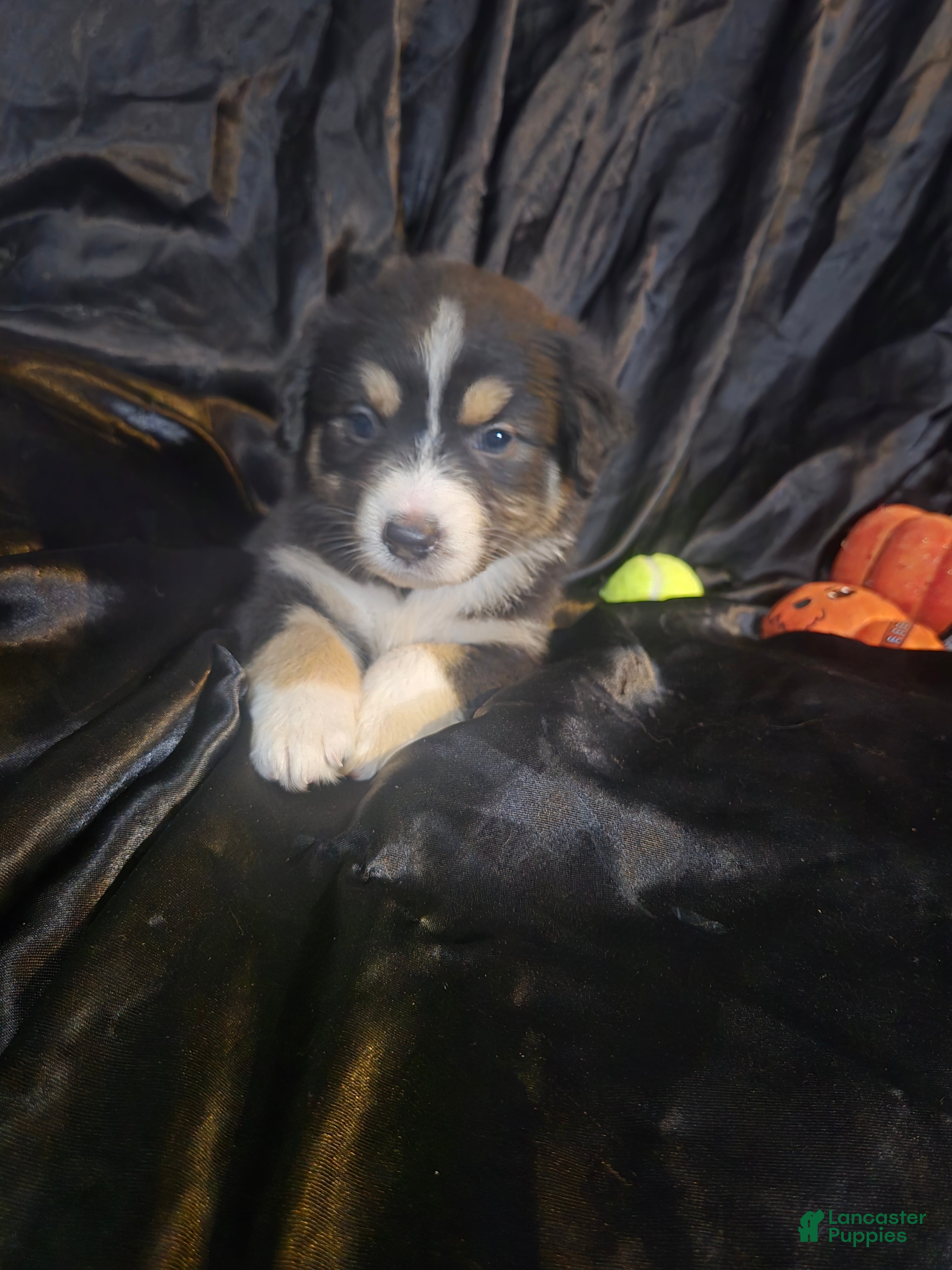 Australian Shepherd dogs "Moxie" Black tricolor  - Ad 41