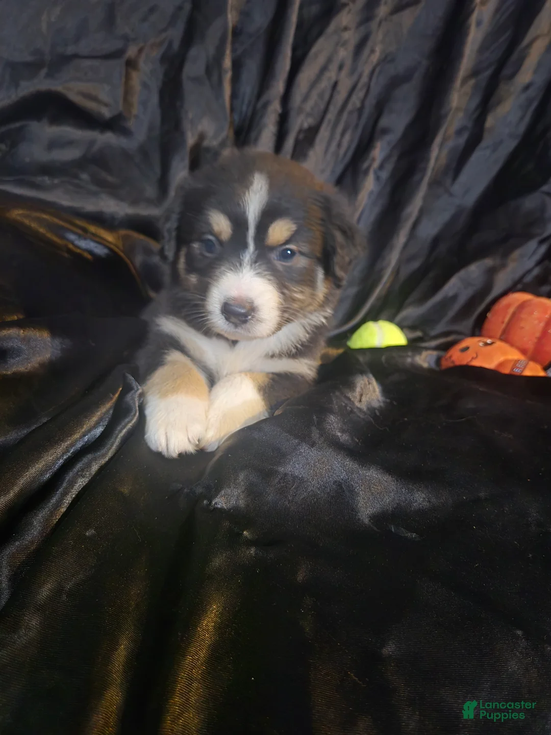 Australian Shepherd dogs for sale: "Moxie" Black tricolor  - Ad 1