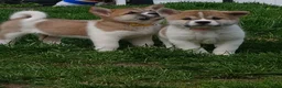 Akita dogs for sale: Willow - Ad 10
