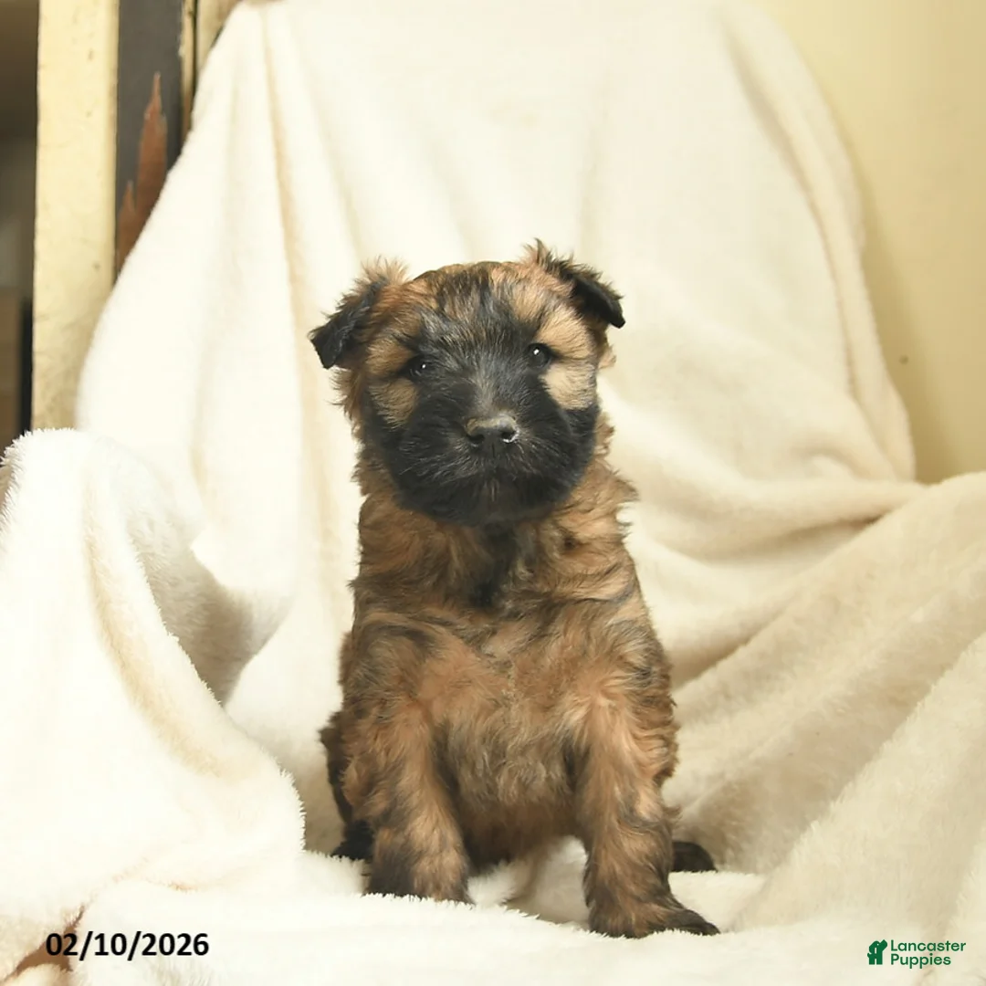 Soft Coated Wheaten Terrier dogs for sale: Theo  - Ad 2