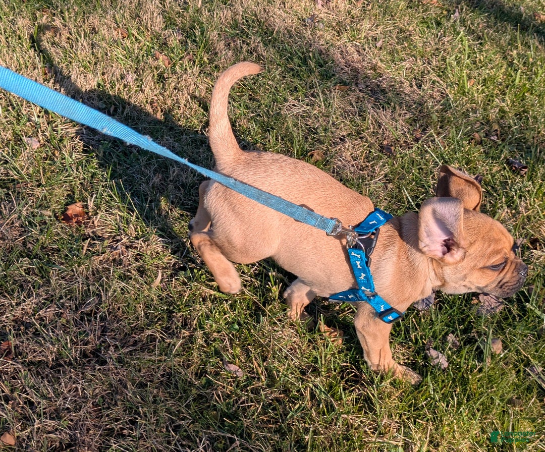 Puggle dogs for sale: Brent - Ad 16