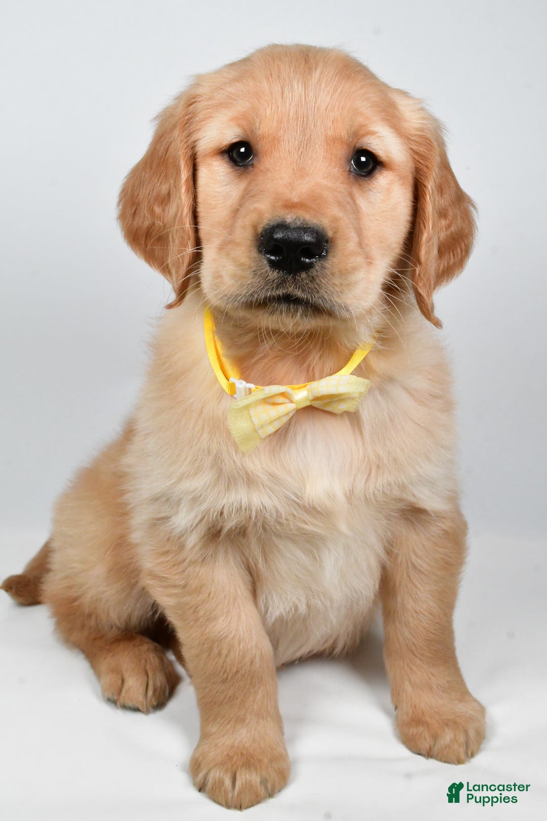 Golden Retriever dogs for sale: Theo - Ad 3