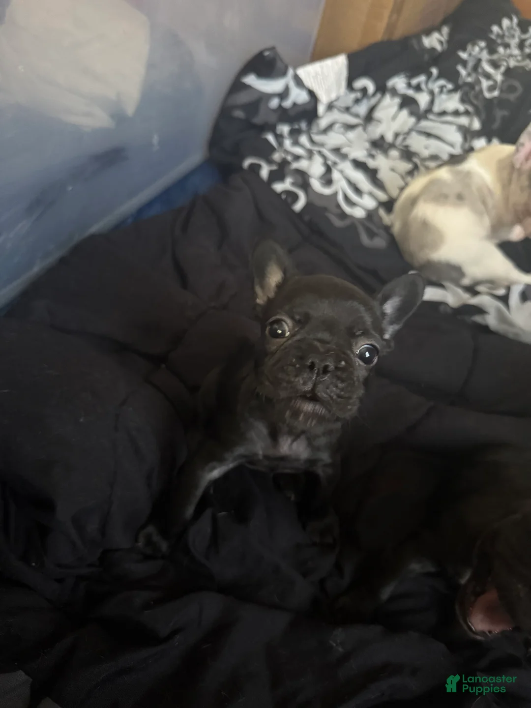French Bulldog dogs for sale: French Bulldog 5 - Ad 1