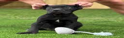 Cane Corso dogs for sale: ZENA - Ad 2