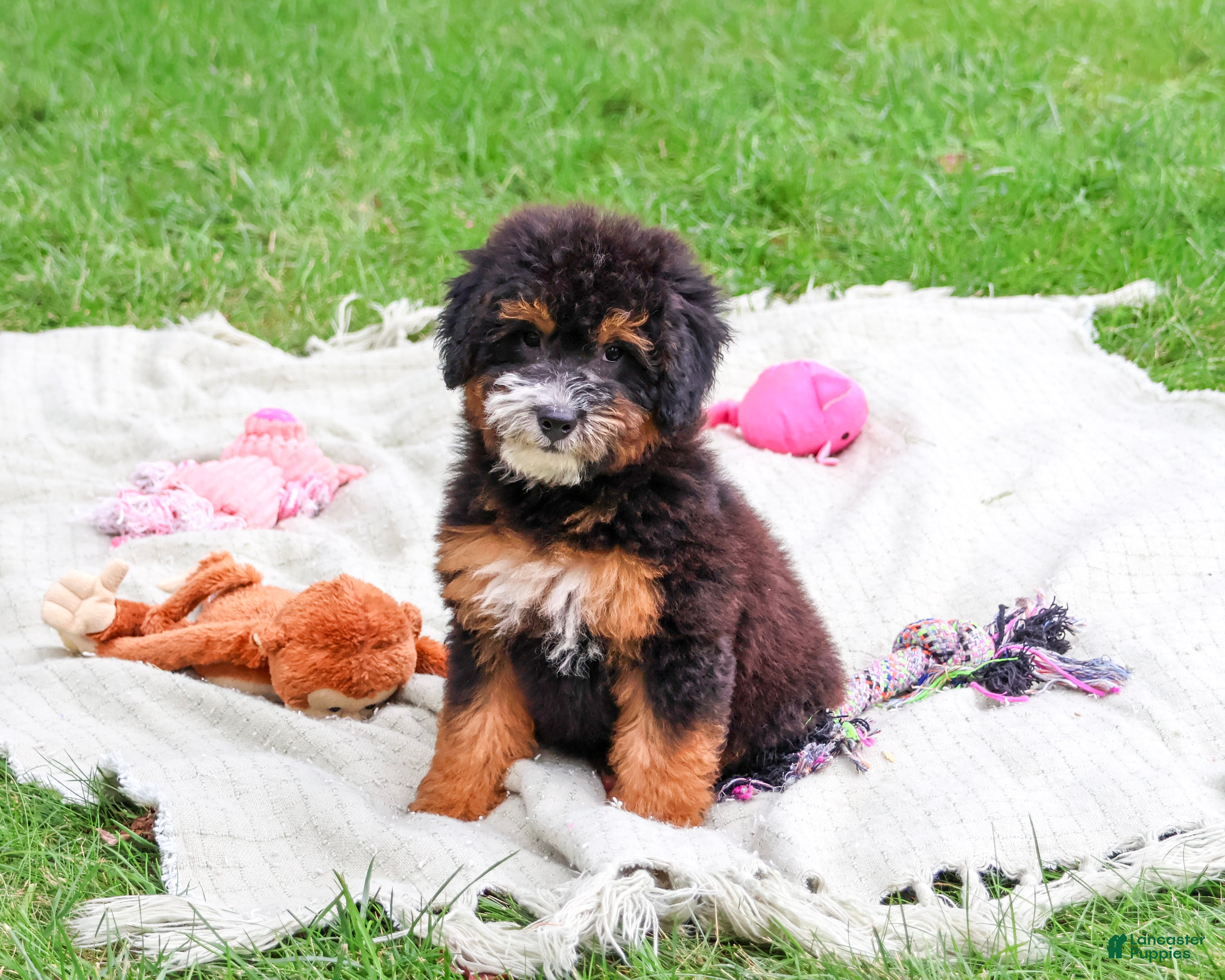 Saint Berdoodles dogs Willow  - Ad 14