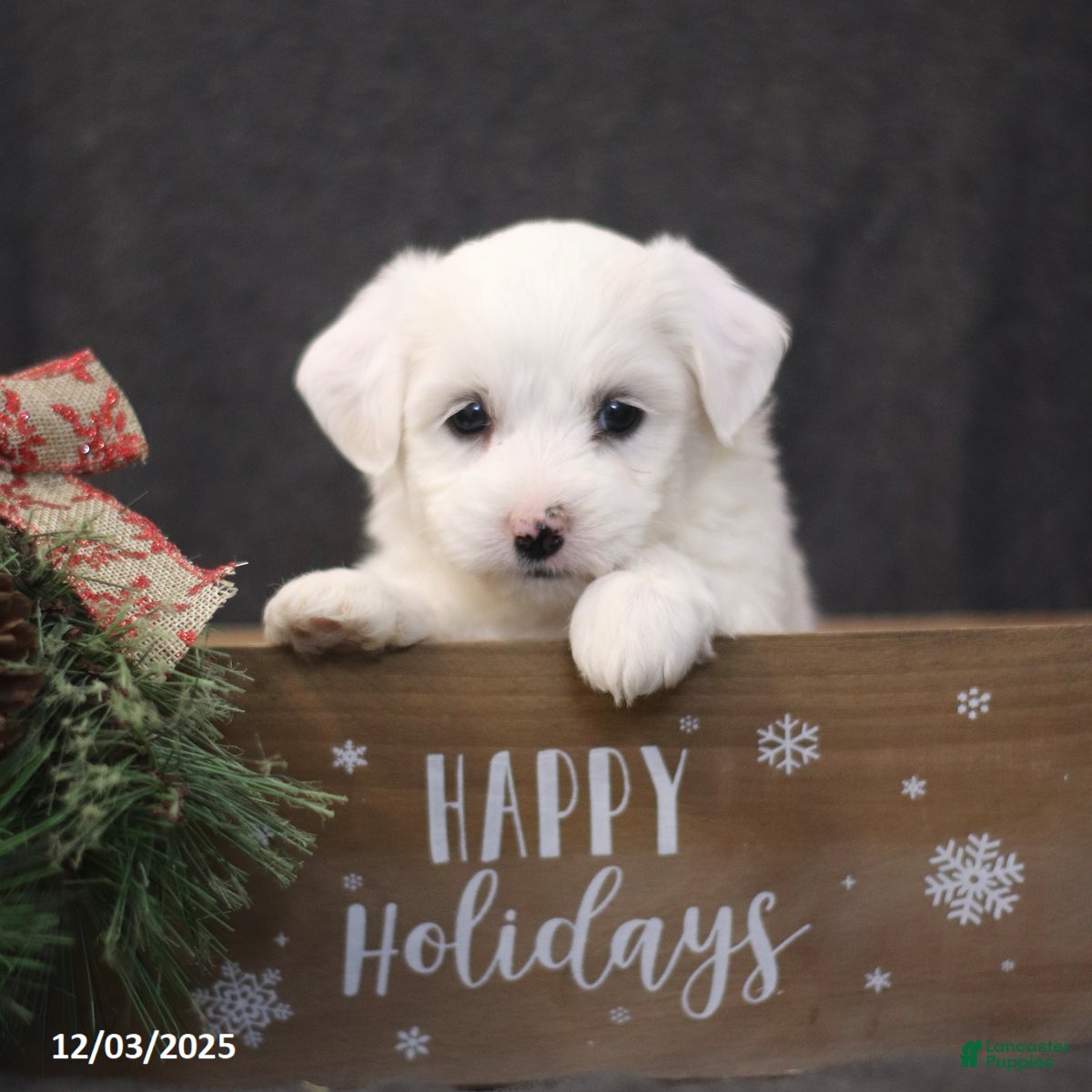 Bichon Frise dogs Joy - Ad 33