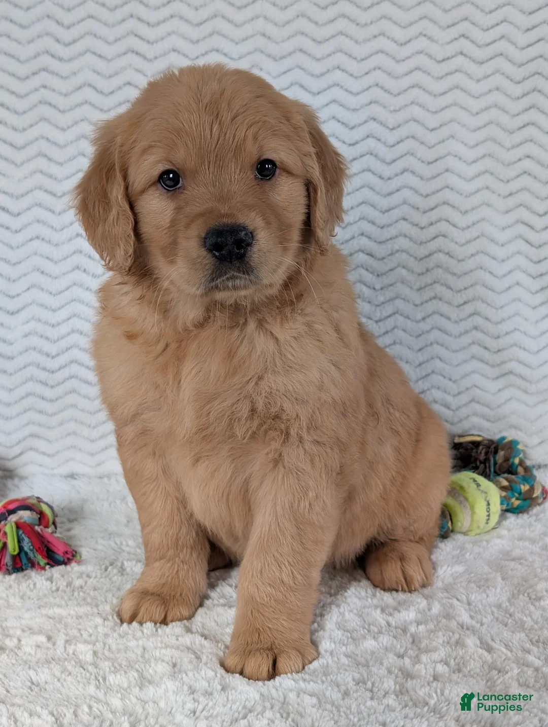 Golden Retriever dogs for sale: Parker  - Ad 16