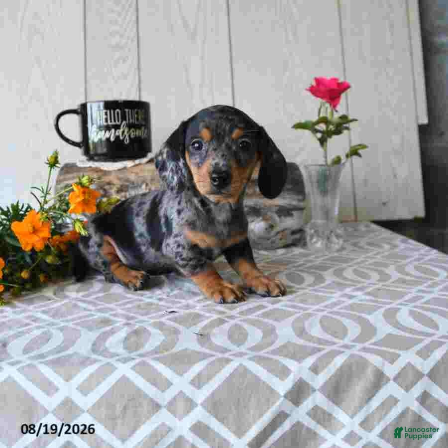 Miniature Dachshund dogs Todd - Ad 2