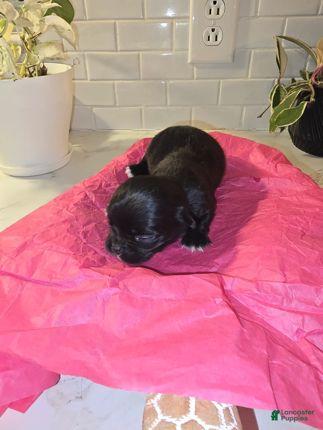 Chihuahua dogs for sale: lady - Ad 8